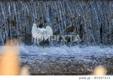 水浴びをする鷺 85507315