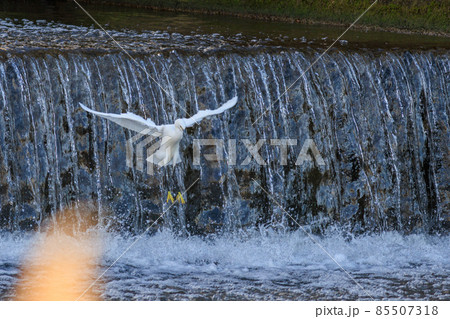 水浴びをする鷺 85507318