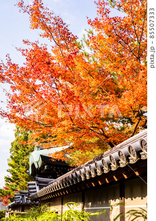 明るい庭園の紅葉、真っ赤なモミジと庭園、秋色風景、紅葉、見上げたの紅葉、美しい紅葉、和を感じる紅葉 明るい庭園の紅葉、真っ赤なモミジと庭園、秋色風景、紅葉、見上げたの紅葉、美しい紅葉、和を感じる紅葉 85507333