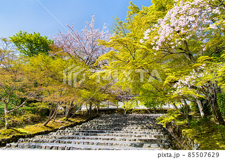 京都 二尊院　～桜咲く参道～ 85507629