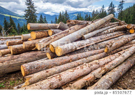 Stack of tree trunks Stack of tree trunks 85507677