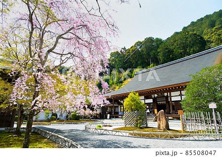 京都 二尊院 ~桜と本堂~ 京都 二尊院 ~桜と本堂~ 85508047