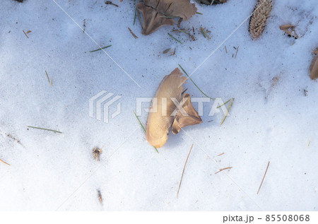 雪上の樅の木の種 雪上の樅の木の種 85508068