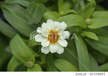 Common zinnia 85508663