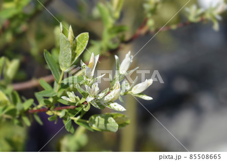 Flamingo Willow Hakuro Nishiki 85508665