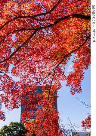 朝日に輝く紅葉、都会のモミジ、秋の風景、紅葉、見上げたの紅葉、美しい紅葉、和を感じる紅葉 朝日に輝く紅葉、都会のモミジ、秋の風景、紅葉、見上げたの紅葉、美しい紅葉、和を感じる紅葉 85508699