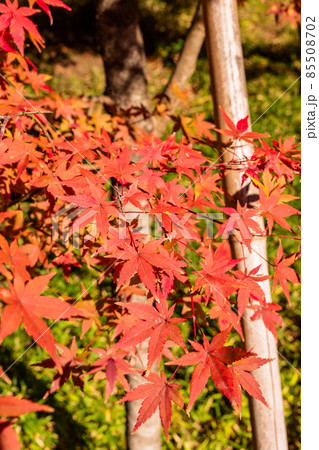 朝日に輝く紅葉、モミジ、秋の風景、紅葉、見上げたの紅葉、美しい紅葉、和を感じる紅葉 朝日に輝く紅葉、モミジ、秋の風景、紅葉、見上げたの紅葉、美しい紅葉、和を感じる紅葉 85508702
