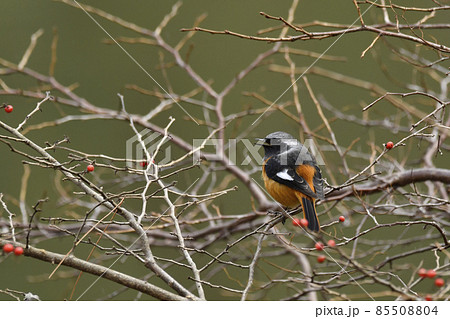 ジョウビタキ　オス 85508804