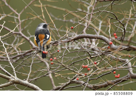 ジョウビタキ　オス 85508809