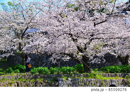 桜景 福岡城 桜景 福岡城 85509276