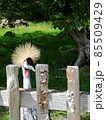A portrait of Grey crowned crane (Balearica regulorum) with its stiff golden feathers on head looking at camera. 85509429