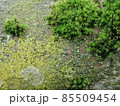 multicolored uneven moss on an old stone. Texture 85509454