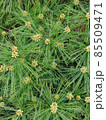 macro texture of unusual spruce bright green branches with cones 85509471