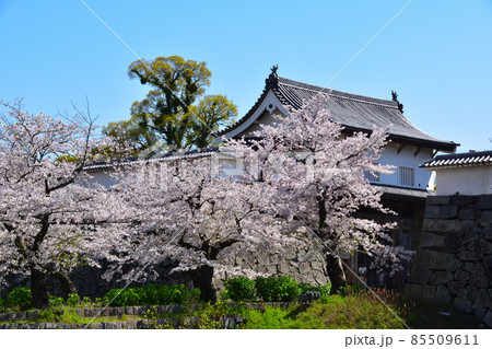 桜景　福岡城 85509611