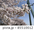 桜のアップ 85510012