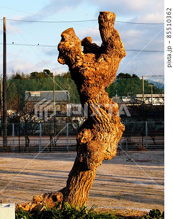 朝日を浴びたオブジェ（剪定されたアメリカデイゴ：冬の神田公園 '22） 85510362