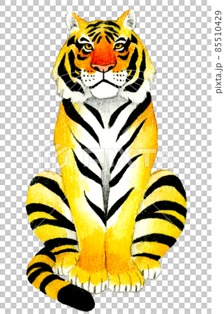 正面を向いて座る虎のイラスト素材 動物の手描き水彩イラストの