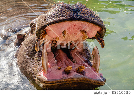 カバ　口を開ける 85510589