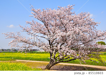 桜景 幸手権現堂公園 桜景 幸手権現堂公園 85510603