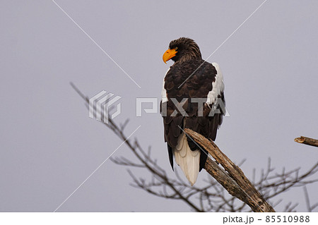 鋭い目のオオワシ 85510988