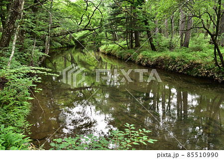 戦場ヶ原、ハイキング、夏、日光、栃木県 85510990