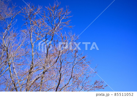冬の青空と木の梢 85511052