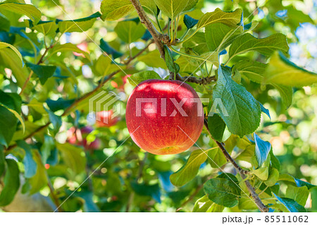 果樹園のリンゴ 85511062