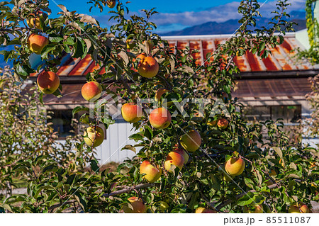 果樹園のリンゴ 果樹園のリンゴ 85511087
