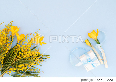 Mimosa flowers on blue background 85511228