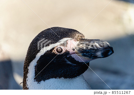 ペンギン　クローズアップ 85511267