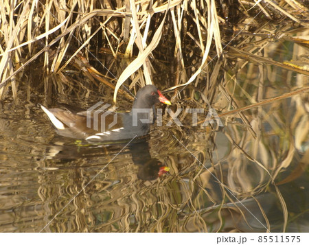 野鳥（バン　福岡県糸島市にて） 85511575