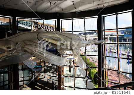 世界で最も美しく魅力的なオーストラリアの港街都市シドニーを代表するお洒落な観光地、ダーリングハーバー 85511642