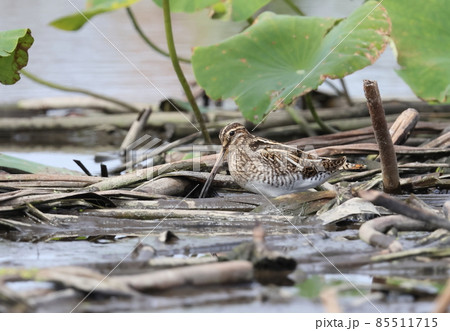 ハス田で餌を探すタシギ ハス田で餌を探すタシギ 85511715