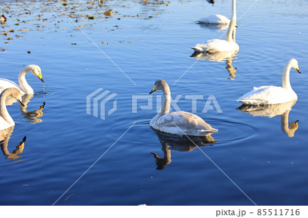 池を泳ぐコハクチョウの群れ 85511716