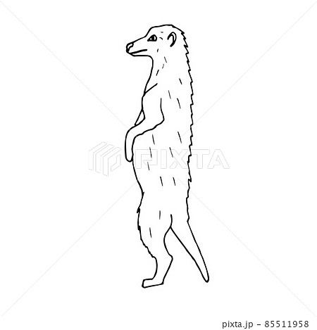 Vector hand drawn doodle sketch meerkat Vector hand drawn doodle sketch meerkat 85511958