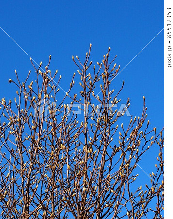青空とこぶしのつぼみ 22年元日の空と蕾をつけたコブシの枝 の写真素材