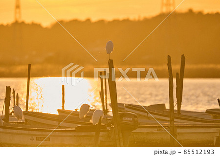 手賀沼の夕陽と野鳥 冬 手賀沼の夕陽と野鳥 冬 85512193