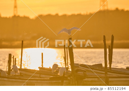 手賀沼の夕陽と野鳥 冬 手賀沼の夕陽と野鳥 冬 85512194