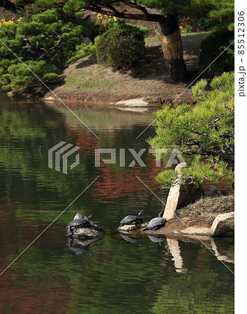 縮景園　跨虹橋 85512306