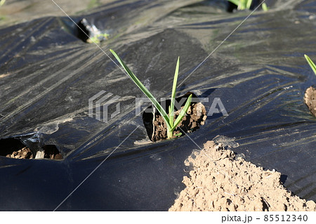 大きくなってきた、ニンニクの芽 大きくなってきた、ニンニクの芽 85512340