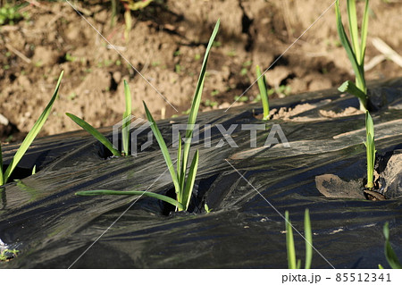 大きくなってきた、ニンニクの芽 大きくなってきた、ニンニクの芽 85512341