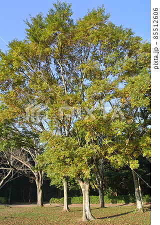 オレンジに紅葉してきた、エノキ 85512606