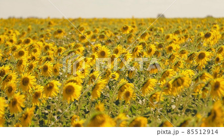 Sunflower in the field against the blue sky. Young blooming lands. Vegetable oils in a yellow flower 85512914