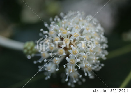 冬に咲く白い、ヤツデの花 85512974