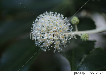 冬に咲く白い、ヤツデの花 85512977