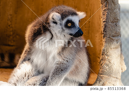 ワオキツネザル ワオキツネザル 85513368