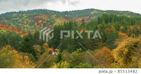 Multicolored trees in the Rhodope mountains, Bulgaria Multicolored trees in the Rhodope mountains, Bulgaria 85513482