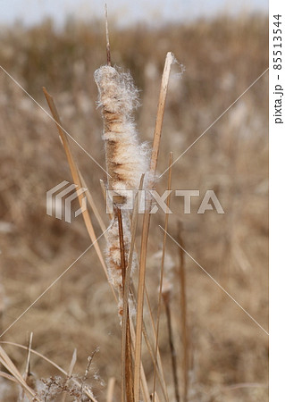 冬、耕作放棄水田で、種を飛ばすガマの穂 85513544