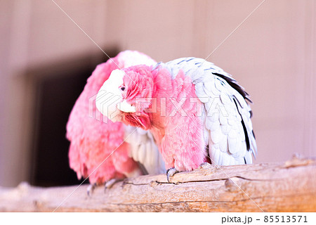 こっちをみているモモイロインコ 85513571