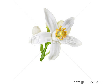 Orange blossom white flower and buds isolated on white 85513598